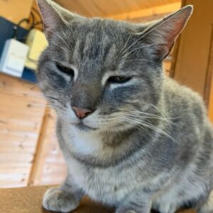 Best cat rescue in Essex animal farm park