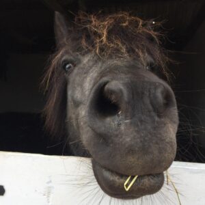 Pony rescue in Essex best things to do with kids in Brentwood