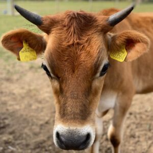 Jersey cows in Essex where to see animals in Brentwood