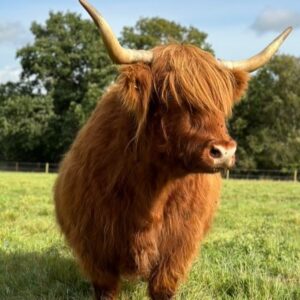 Where to see Highland Cows in Essex things to do in Brentwood