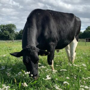 Best cow rescue in UK things to do in Essex