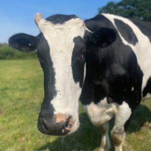 rescue cows in Essex things to do in Brentwood with kids