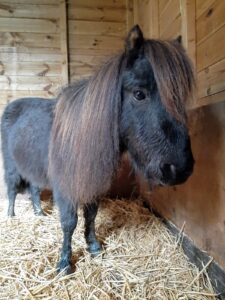 pony rescue in Essex best animal charity in UK