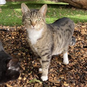 Best cat rescue in Essex things to do in Brentwood