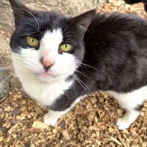 Things to do in Essex with kids cat rescue in Brentwood