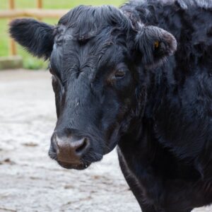 Cow rescue in UK best animal sanctuary in Essex
