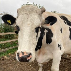 cow rescue in Essex things to do in Brentwood