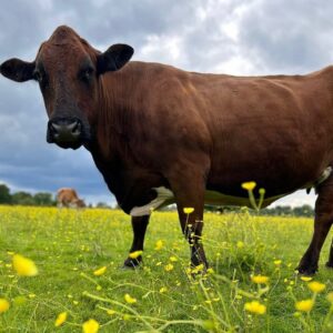 best cow rescue in UK things to do in Brentwood