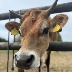 Cow petting in Essex animal farm park