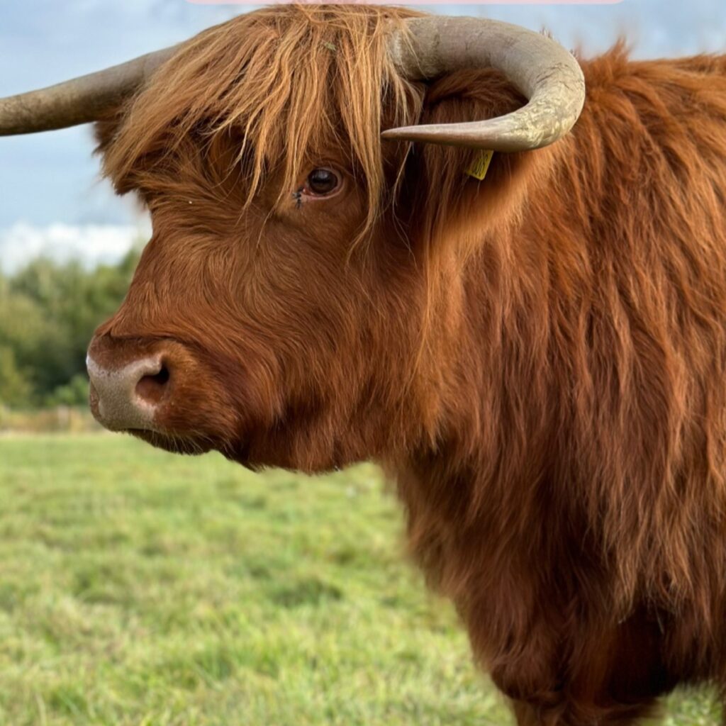 Where to see Highland Cows in Essex Hopefield Animal Sanctuary