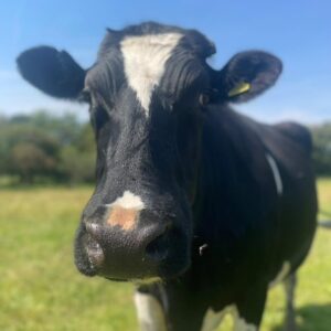 Cow rescue in Essex best things to do in Brentwood