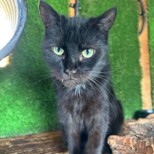 Things to do in Essex with kids cat rescue