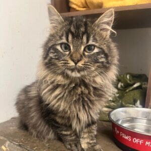 Kitten rescue in Essex animal farm park cat charity