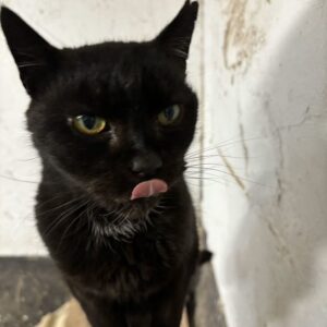 cat rescue in Essex animal farm park