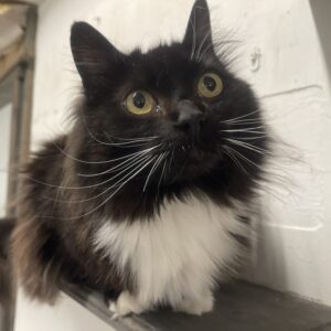 things to do in Essex with kids cat rescue Brentwood