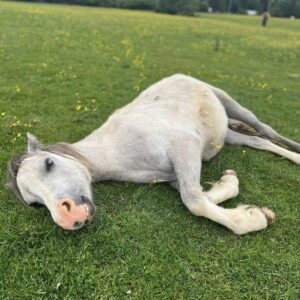 Best pony rescue in UK things to do in Brentwood