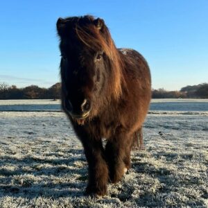 best pony rescue in Essex things to do in Brentwood