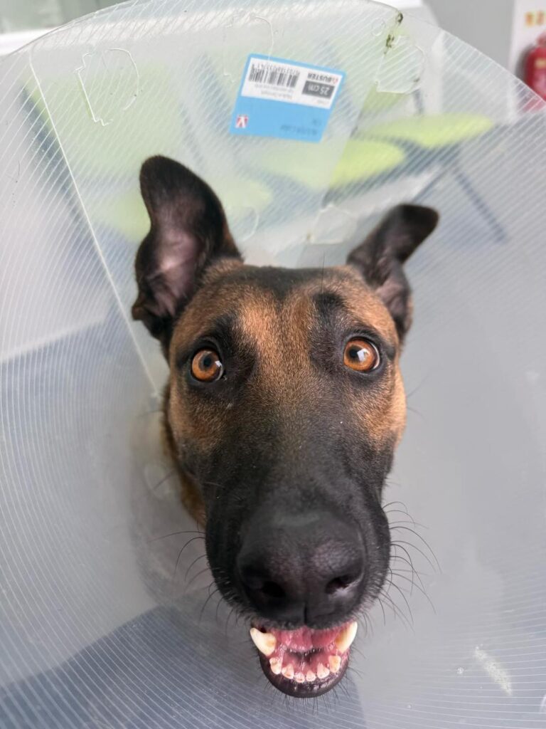 Dog rescue in Essex Harley the Belgian Malinois