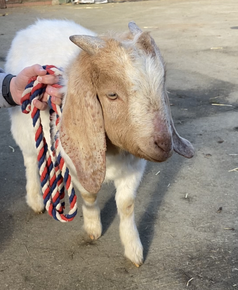 Buster things to do in Essex with kids