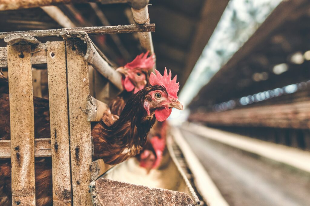 cruel reality of egg production in the UK