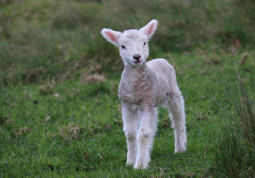 bottle-feeding lambs in Essex
