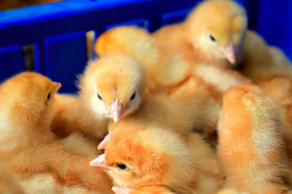 The Realities of Egg Production in the UK