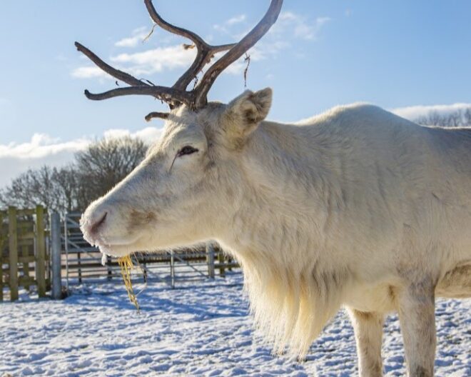 animal charity to donate to this Christmas