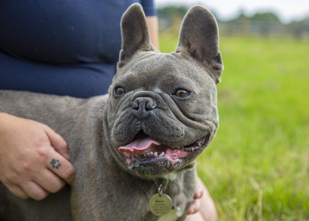 Dog rescue in Essex
