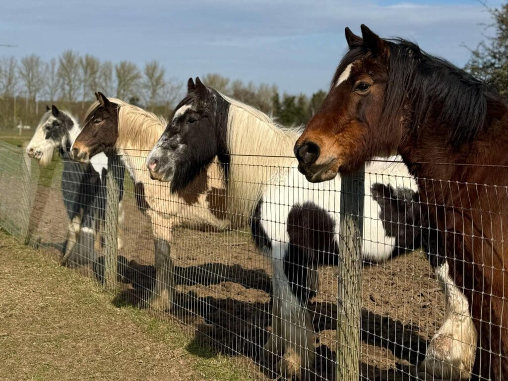 farm in essex versus animal sanctuary in Essex