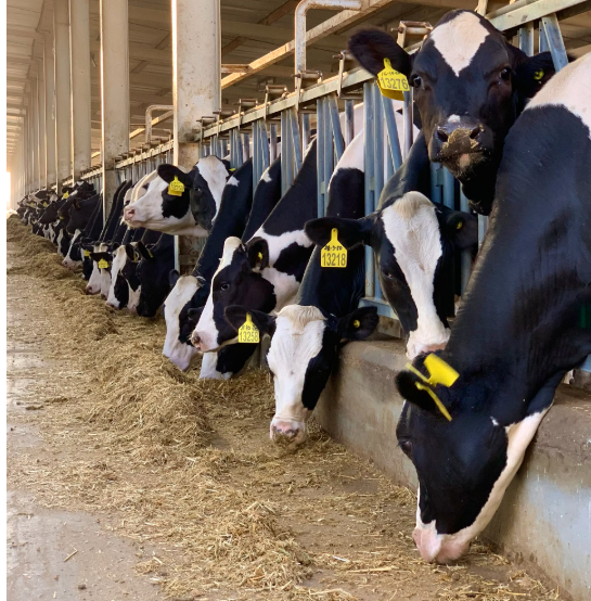 dairy cows animal rescue in Essex
