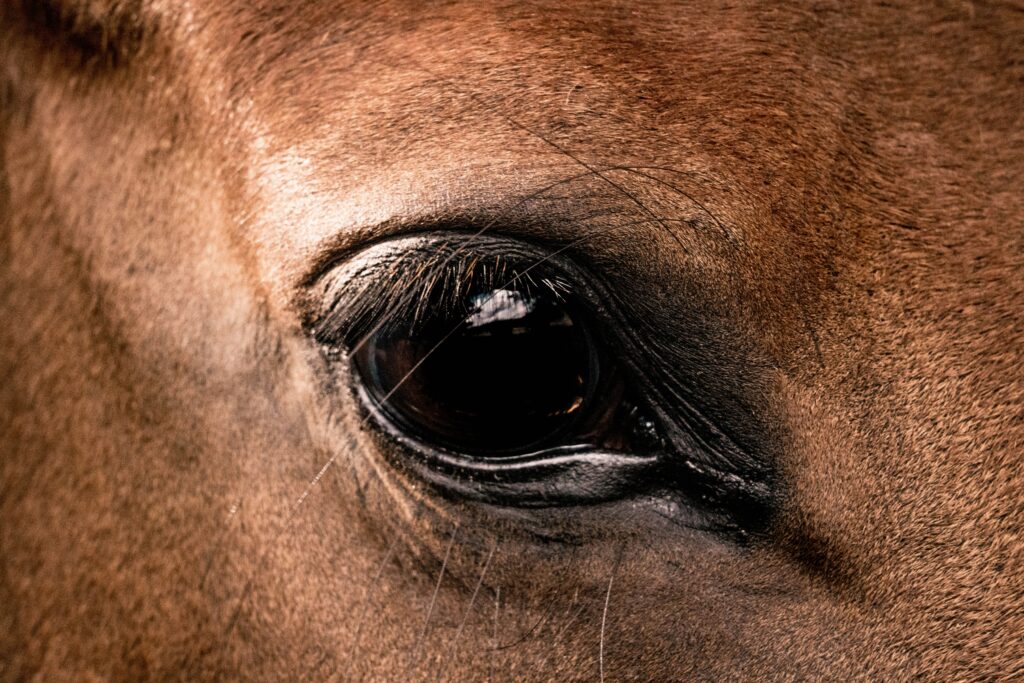 Grand National cruelty horse rescue in Essex