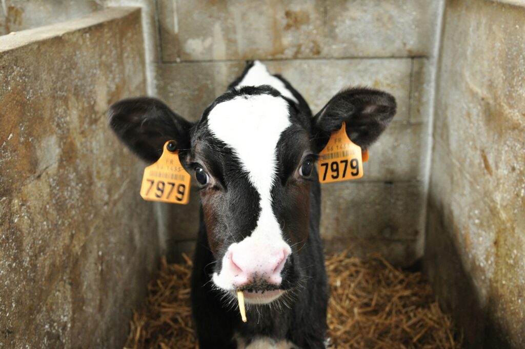 dairy cows animal rescue in Essex