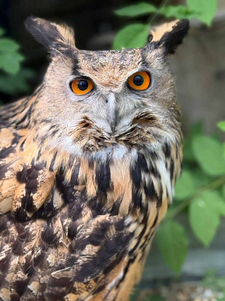 Best exotic animal rescue in UK