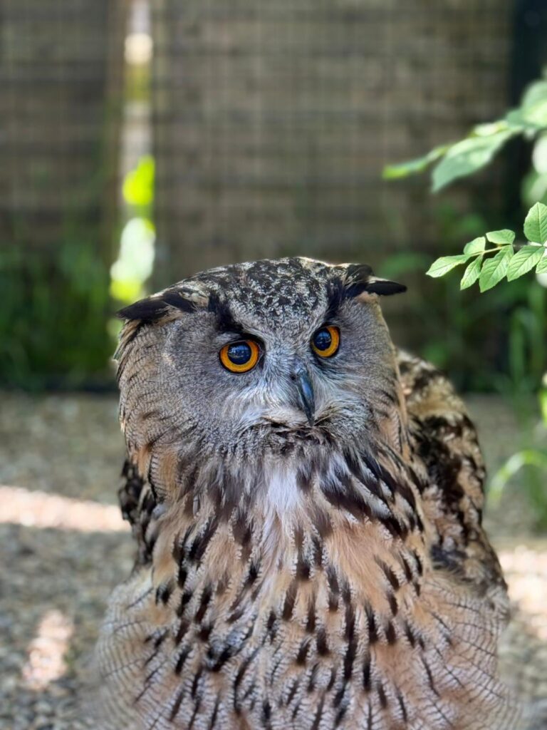 Exotic animal rescue