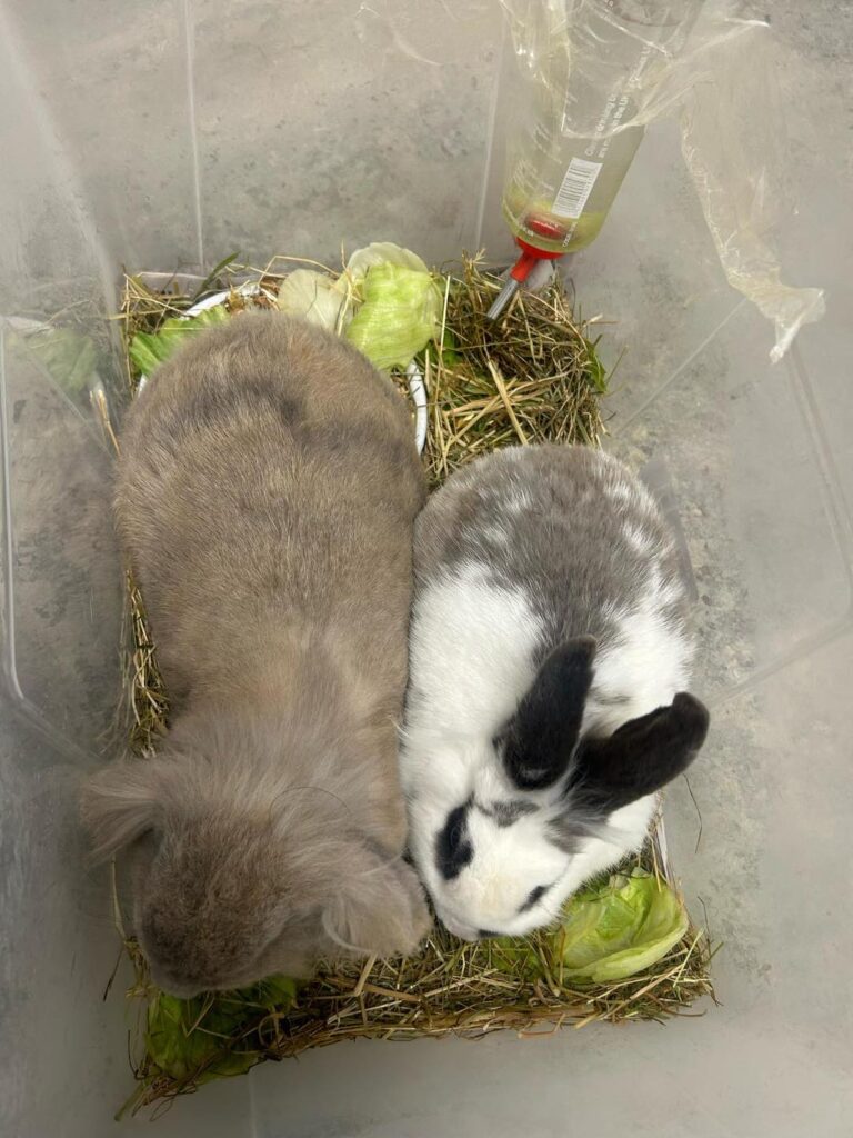 animal abandonment in Essex Blossom and Nova