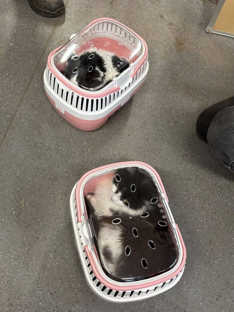 cats abandoned cat rescue in Essex