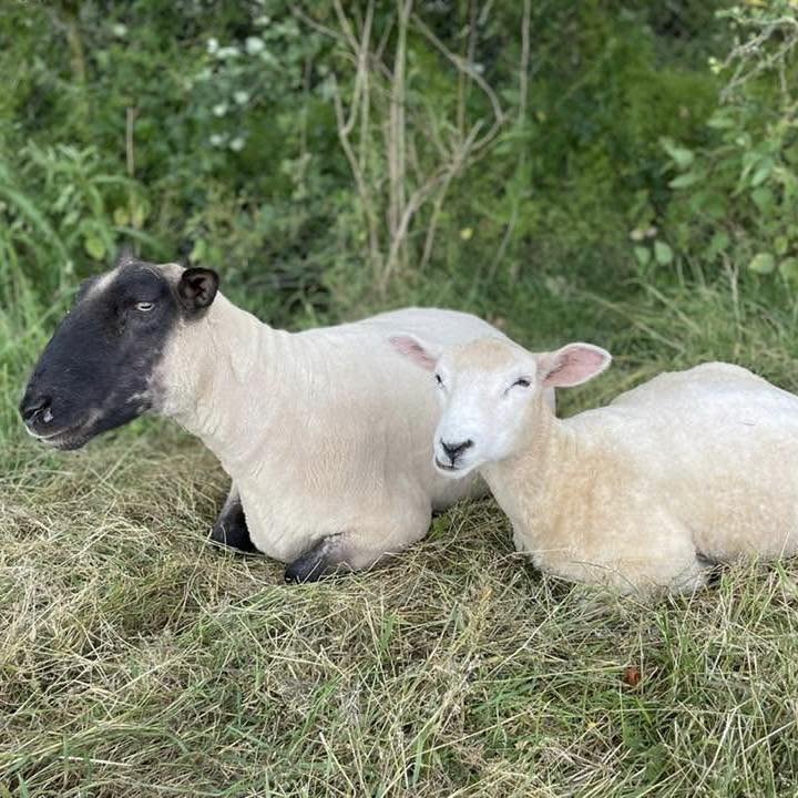 Dustin the Sheep