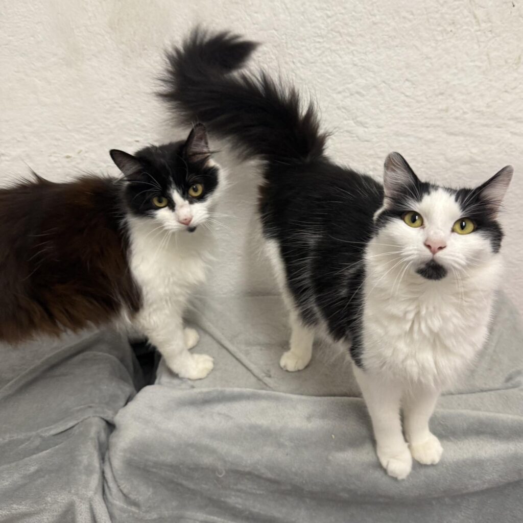 Animal rescue in Essex cats