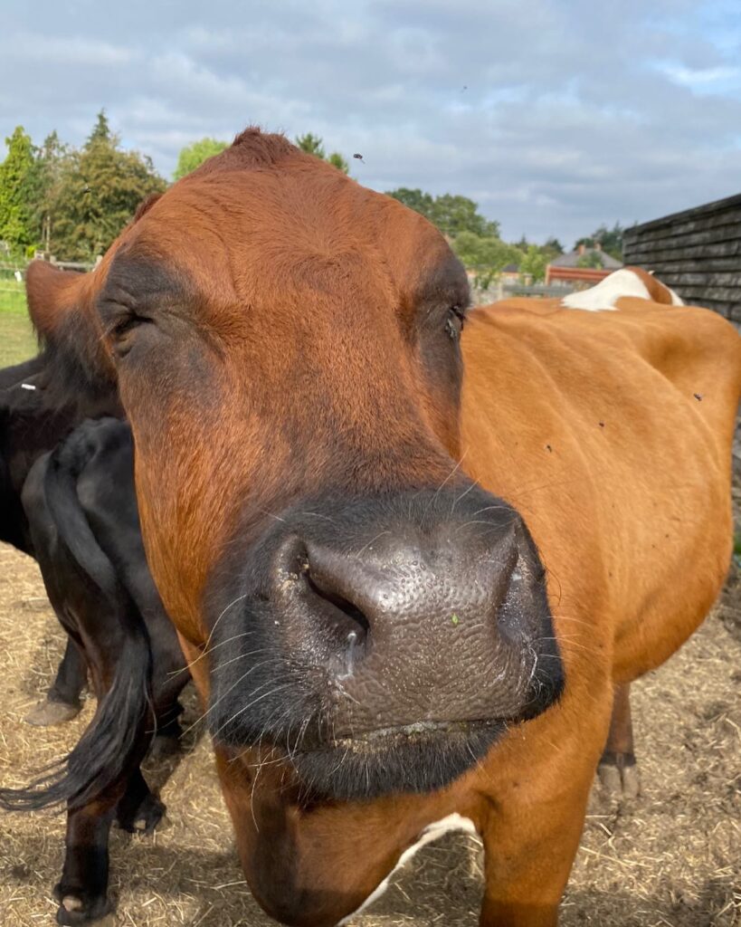 best things to do in Essex with kids Mildred