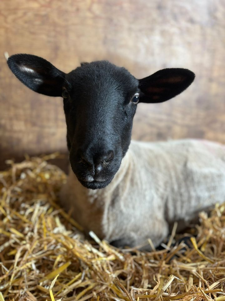 Animal rescue in Essex Shaun the Sheep