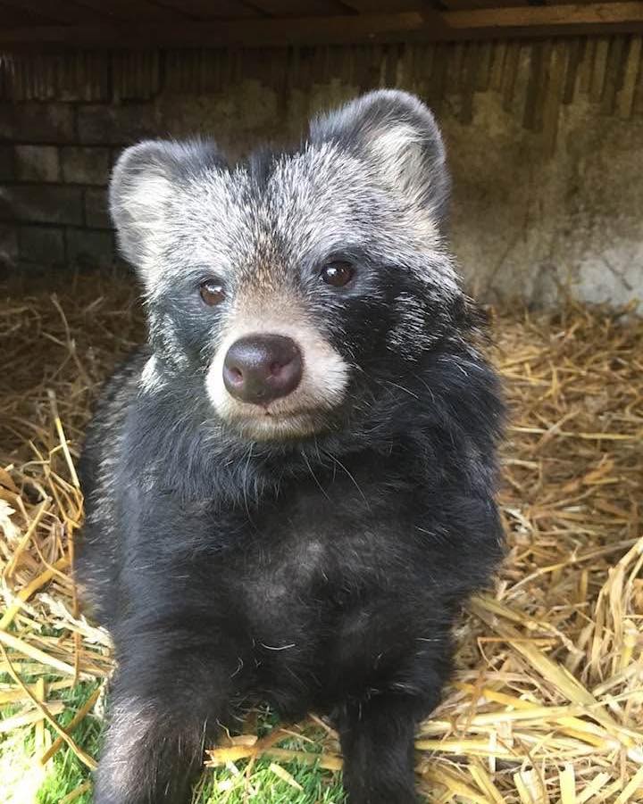 Rocket the tanuki