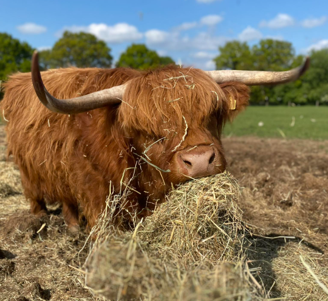 best things to do in Essex with kids Highland Cows