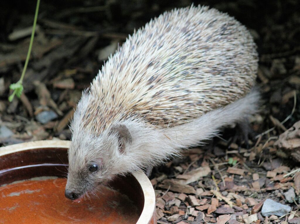 wildlife heatwave