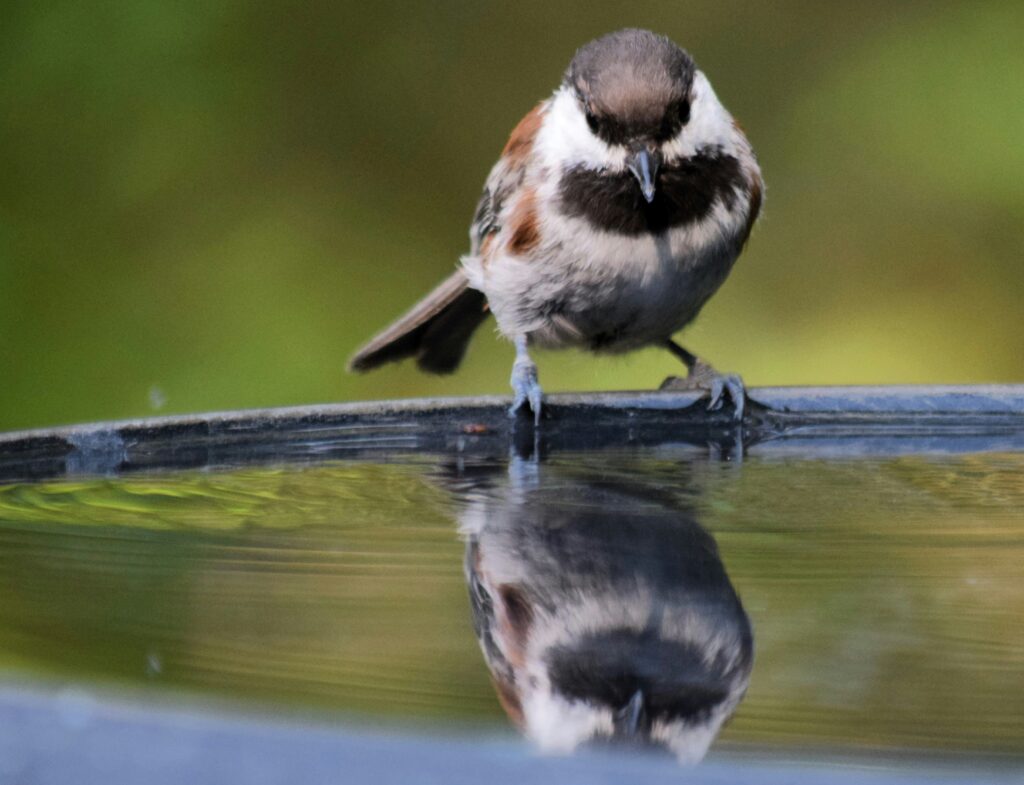 wildlife heatwave