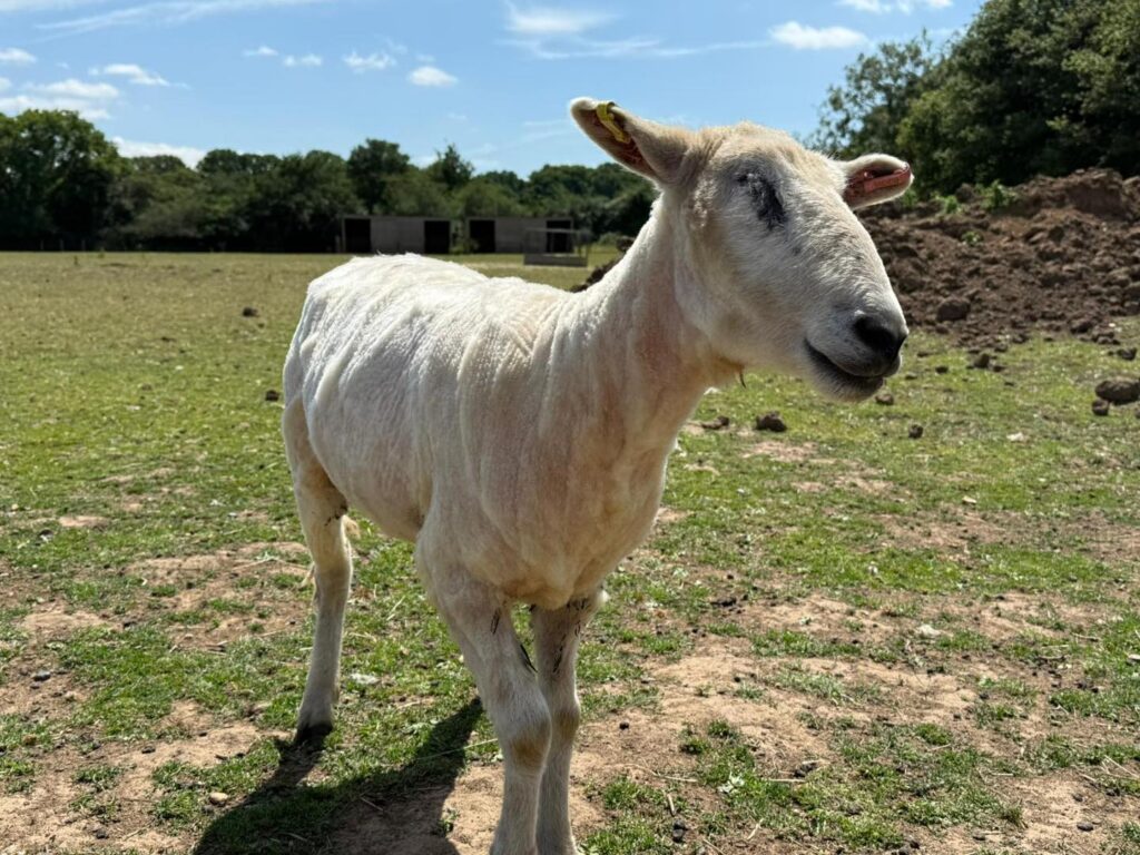sheep shearing Essex