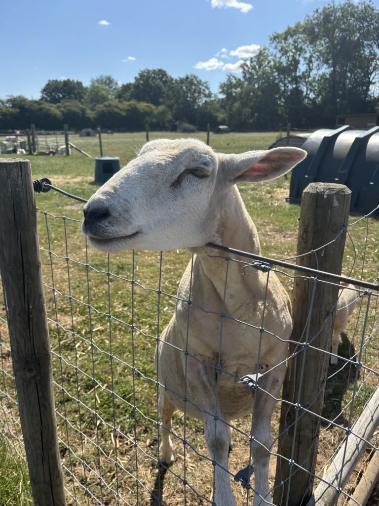 sheep shearing Essex