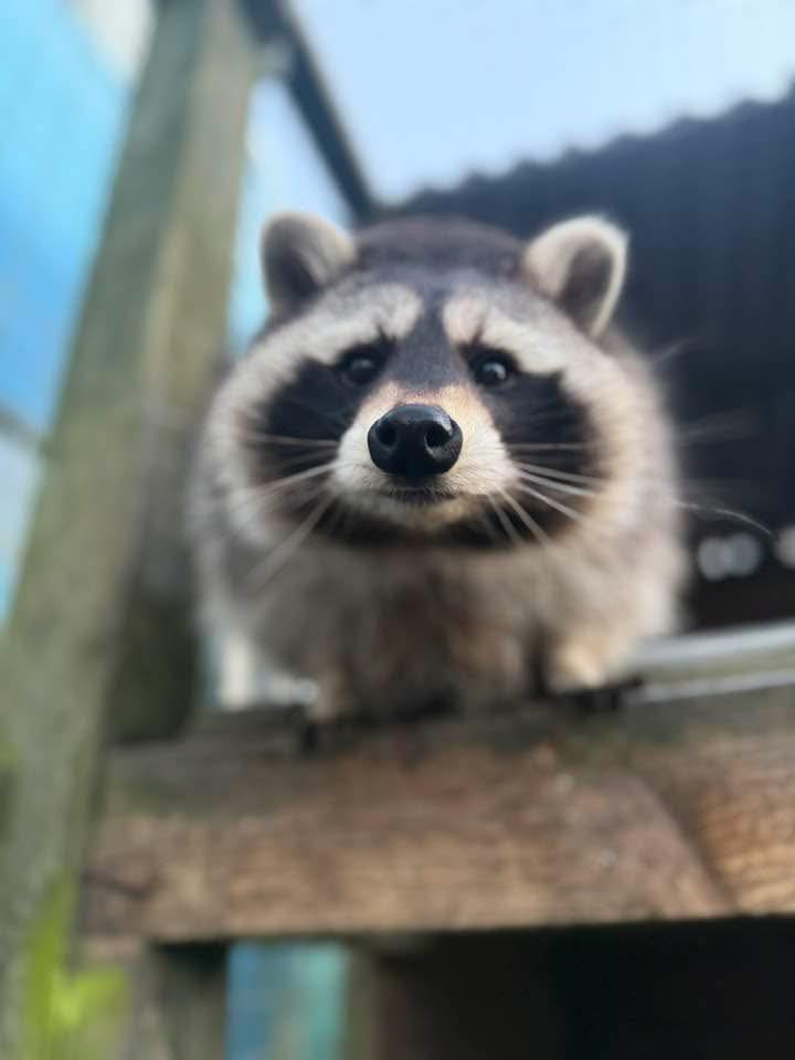 raccoon