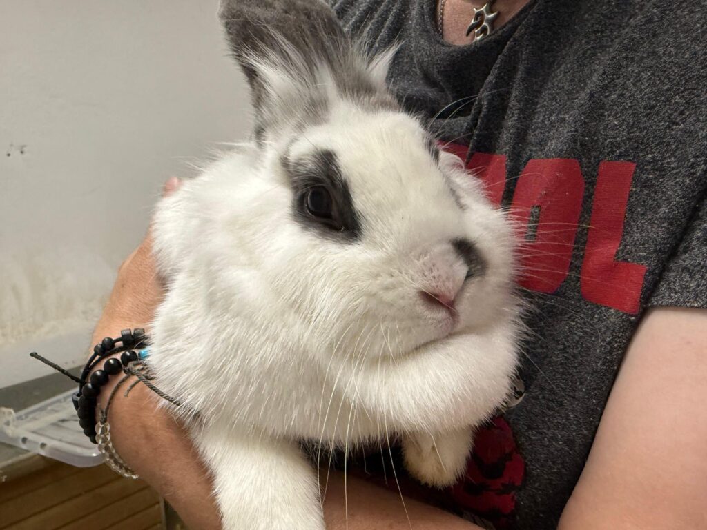 Blossom the bunny rabbit rescue in Essex
