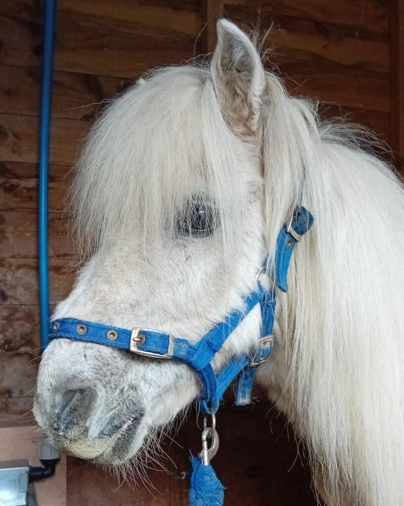 Merlin the rescue pony