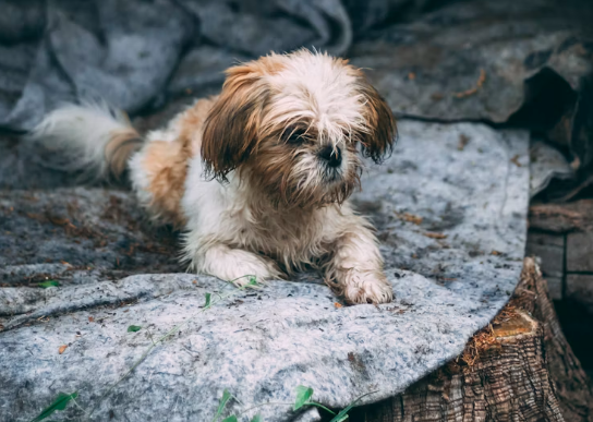 pet abandonment crisis